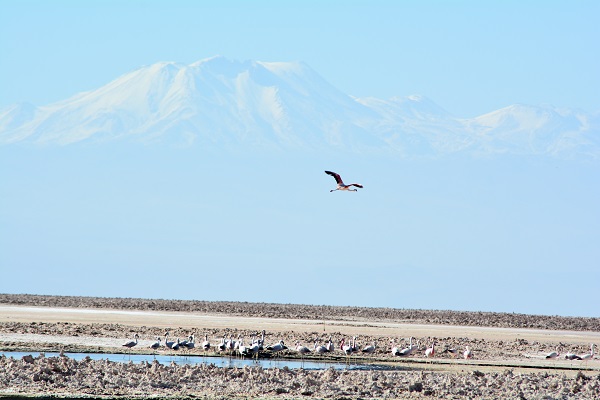 flam fly landscape