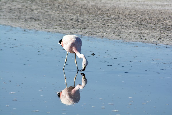 flam reflection