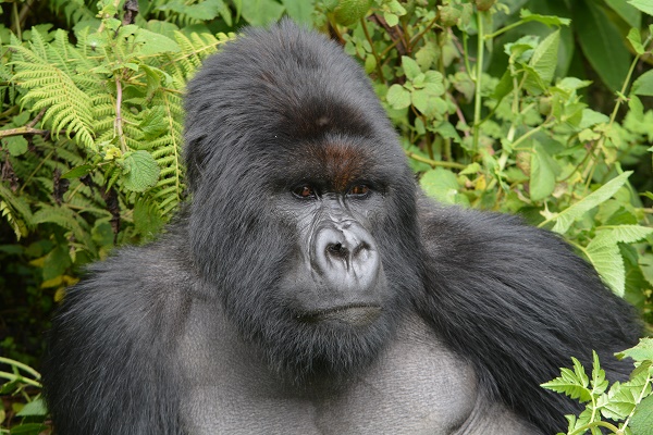 gorilla head