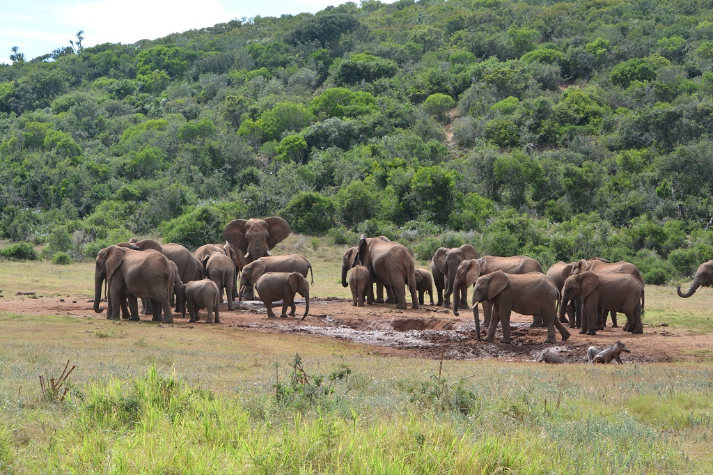 It's an Elephant's life - A Walk on the Wild Side in Addo