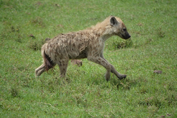 Baby Hyena in Ngorongoro Crater
