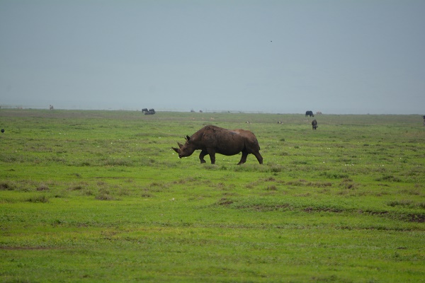 black rhino in Ngorongoro Crater
