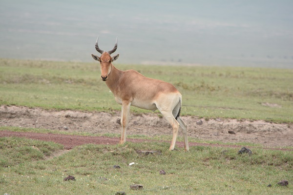 heart beast in Ngorongoro Crater
