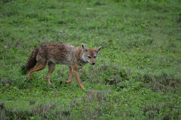 Jackel in Ngorongoro Crater