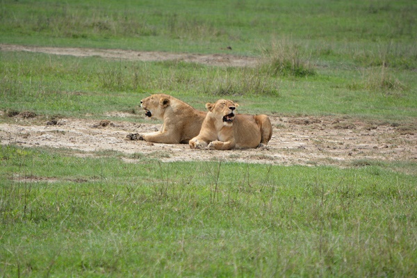 Lions in Ngorongoro Crater