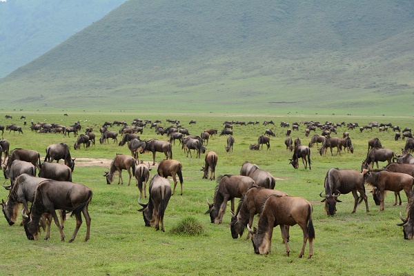 Wildebeests Herd in Ngorongoro Crater