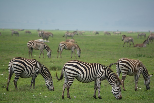 Zebras in Ngorongoro Crater