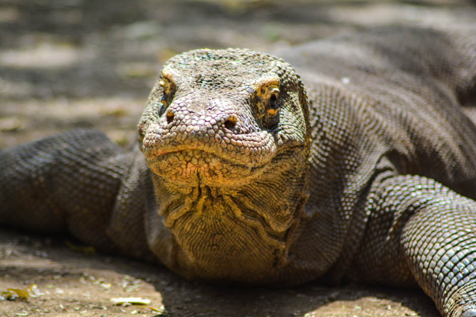 komodo comodo dragon