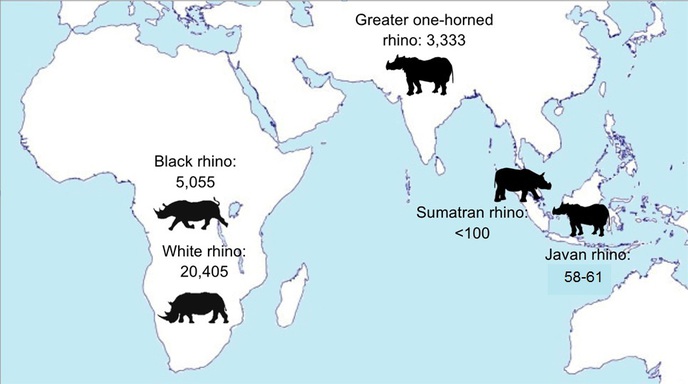 Do Rhinos Live in Nepal? - Vagabond Way