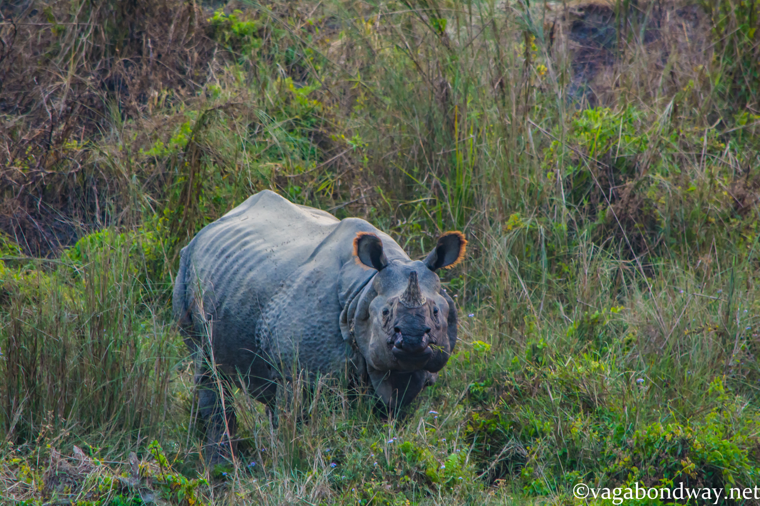 where does black rhinoceros live