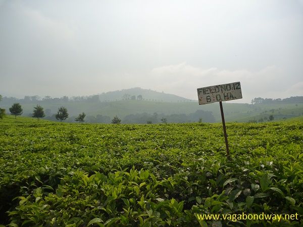 tea plantation vagabond way