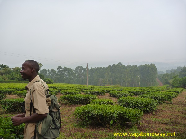 tea plantation vagabond way