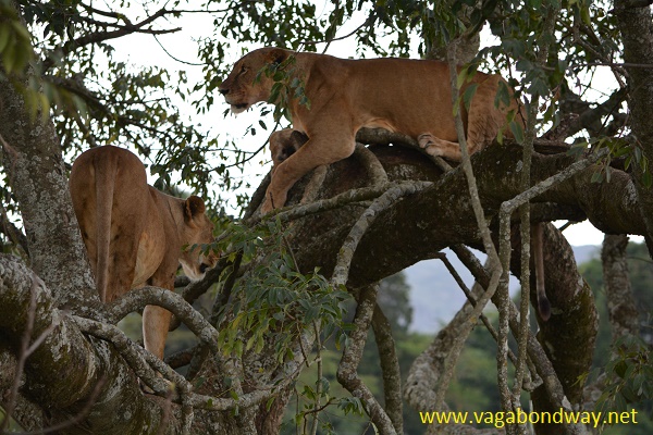 lions in tree