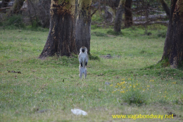 monkey standing