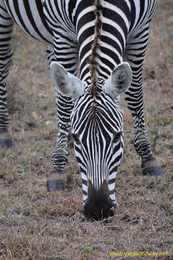 zebra head on