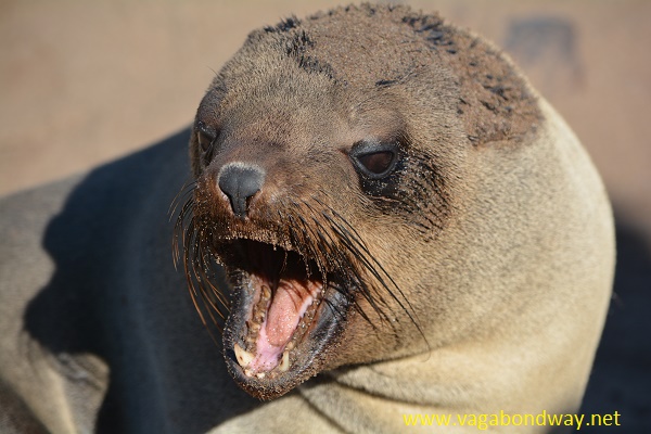 seal talking