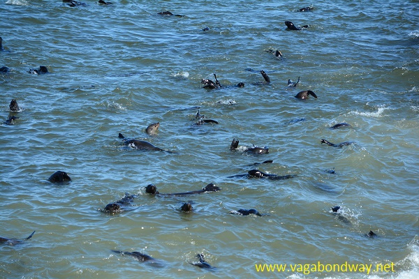 seals in water