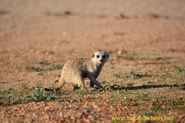 meerkat, are you going to to watch me