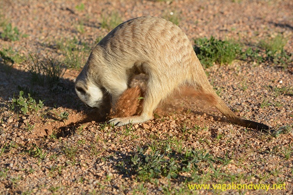meerkat digging