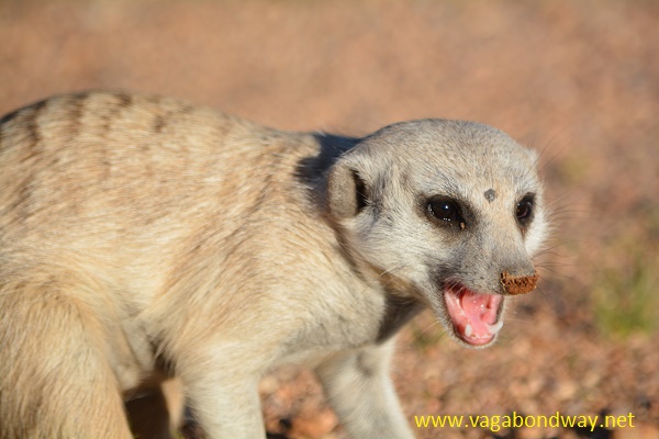 meerkat with mouth open