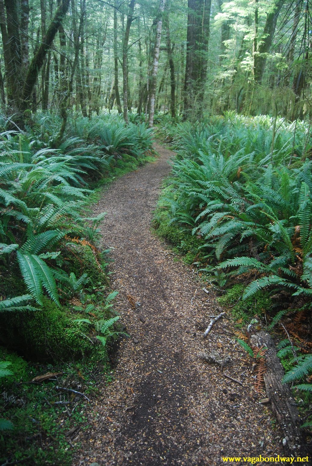 Ferns on Kepler, NZ