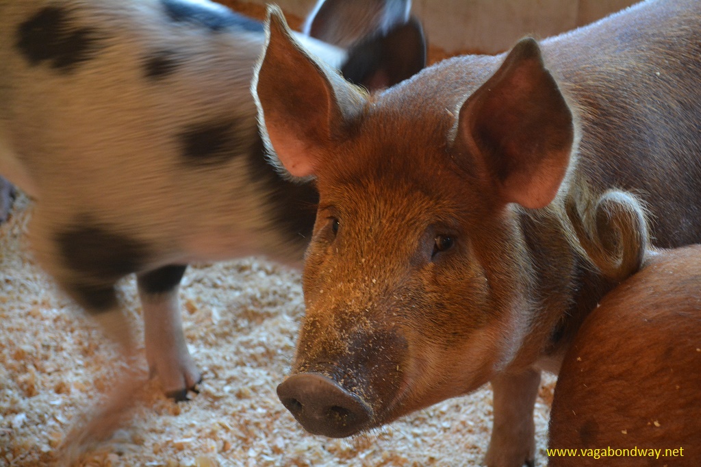 Pig at Tunbridge Fair