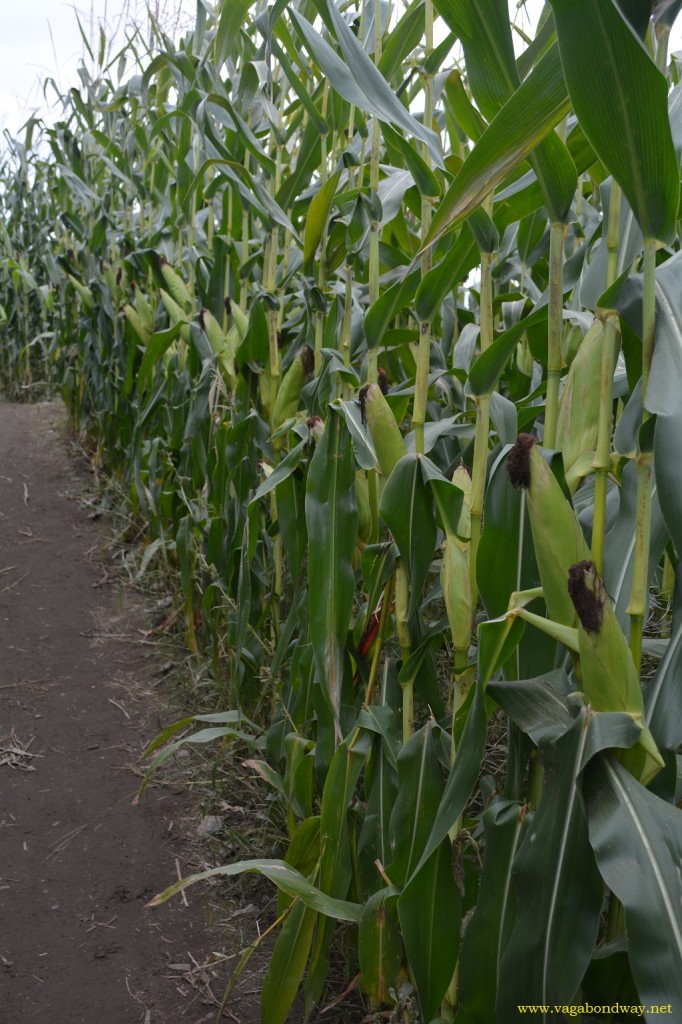 corn row