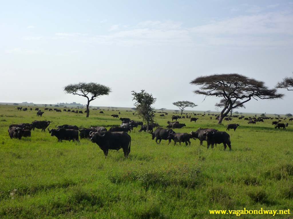 field of cape buffalo