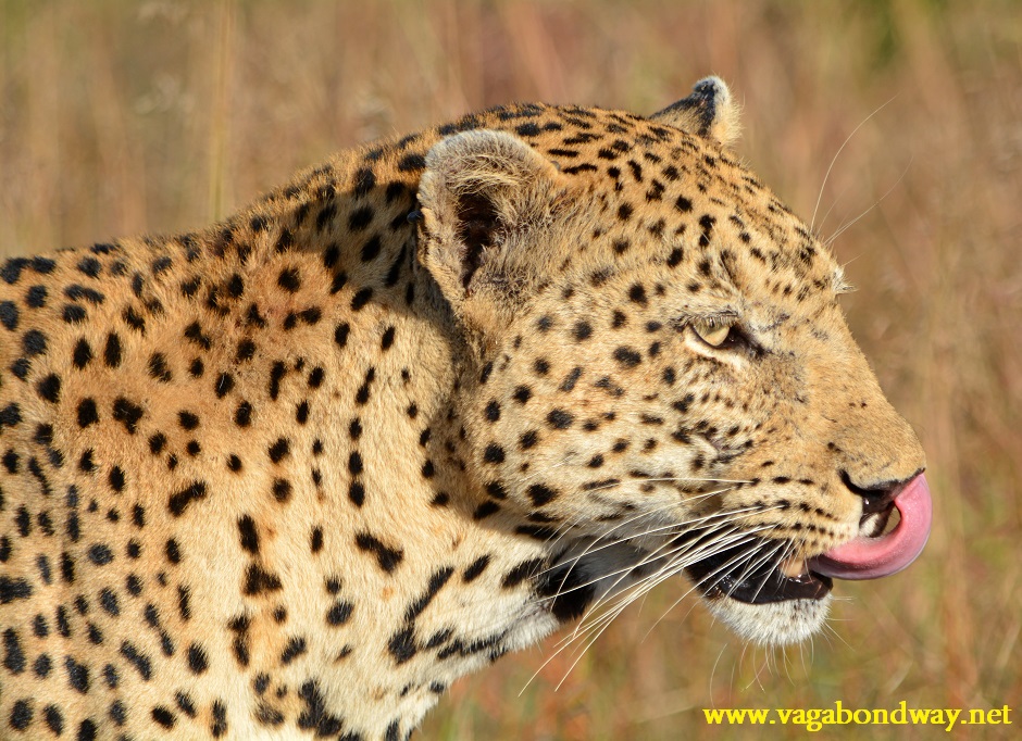 leopard licking lips