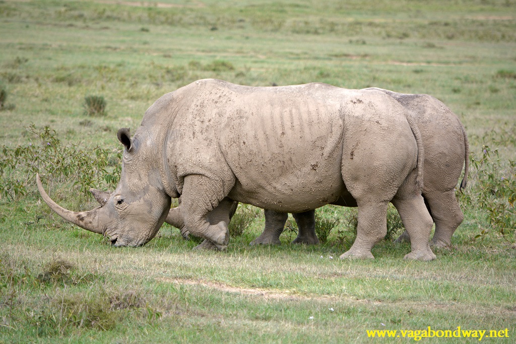 rhino with horn