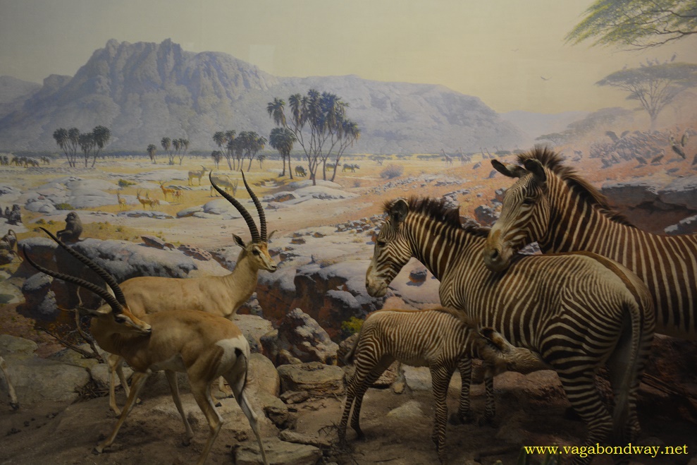 Africa diorama in New York City