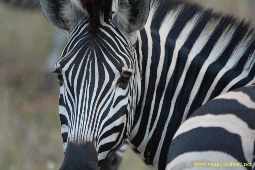 Zebra looking at you in South Africa