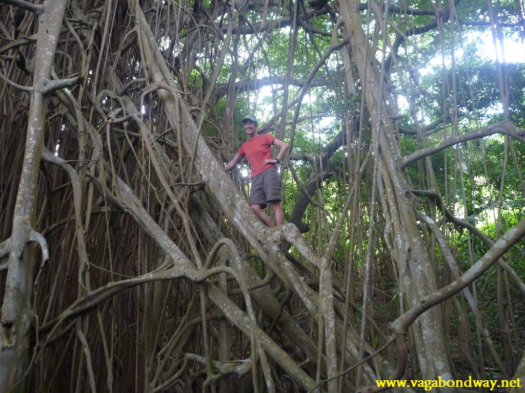 Tiff in Banyan Tree Vanuatu