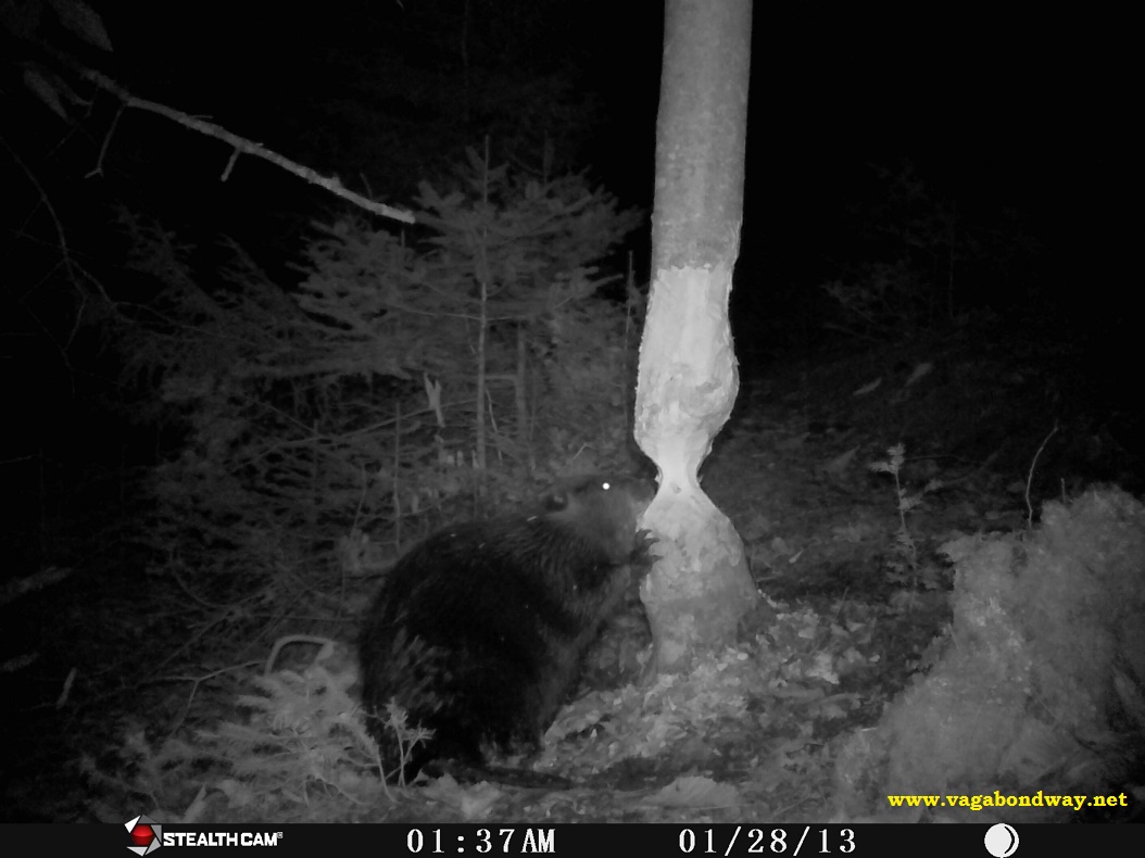 Beaver gnawing on tree