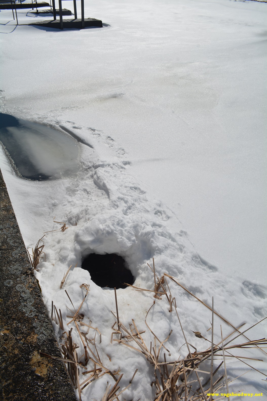 Beaver hole in ice Vermont