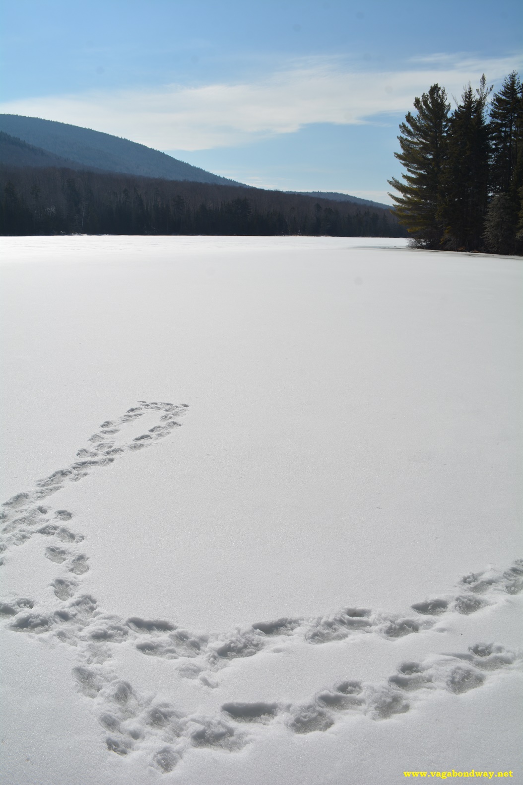 Beaver tracks Vermont