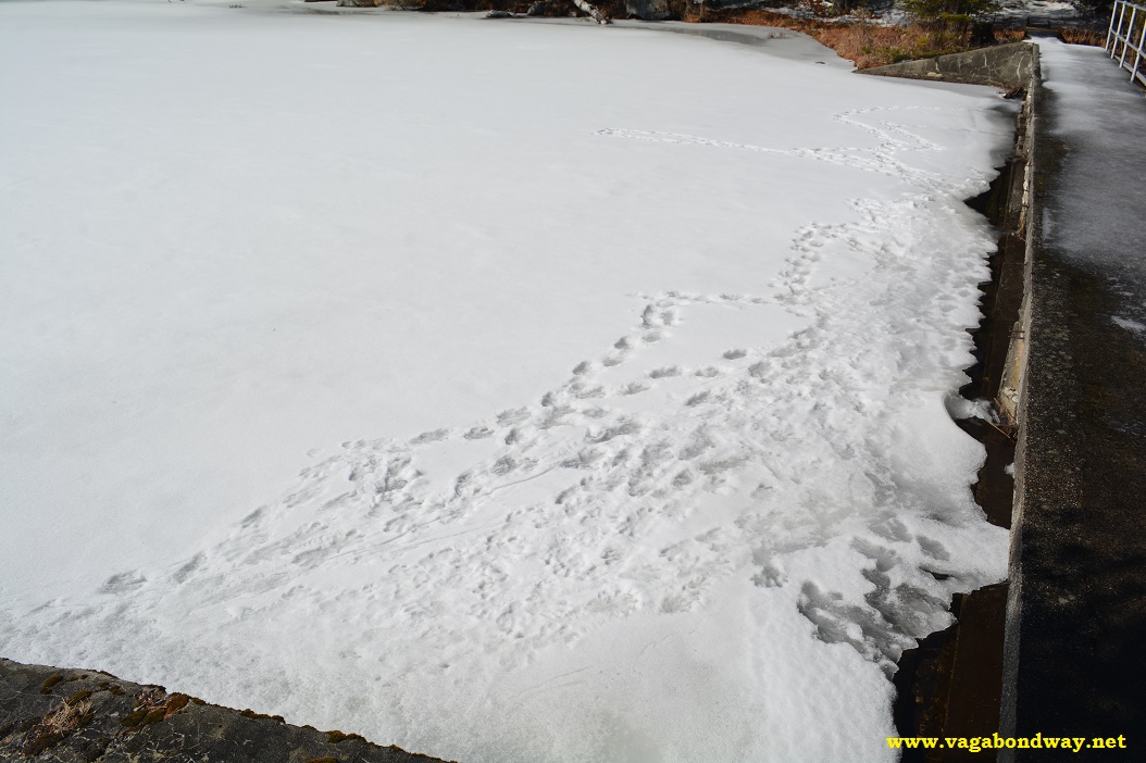 Beavers walking on ice Vermont
