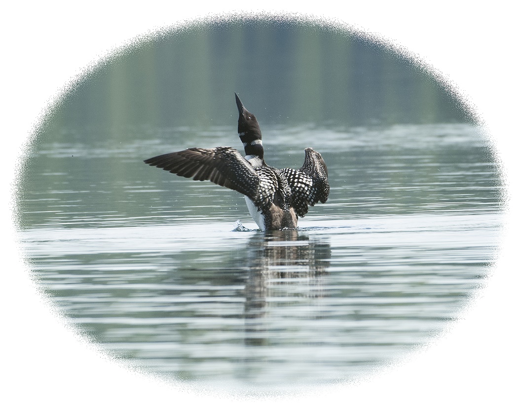 Loon flapping up