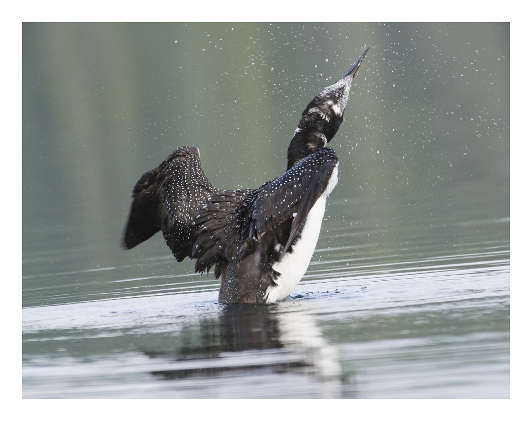Loon rearing up