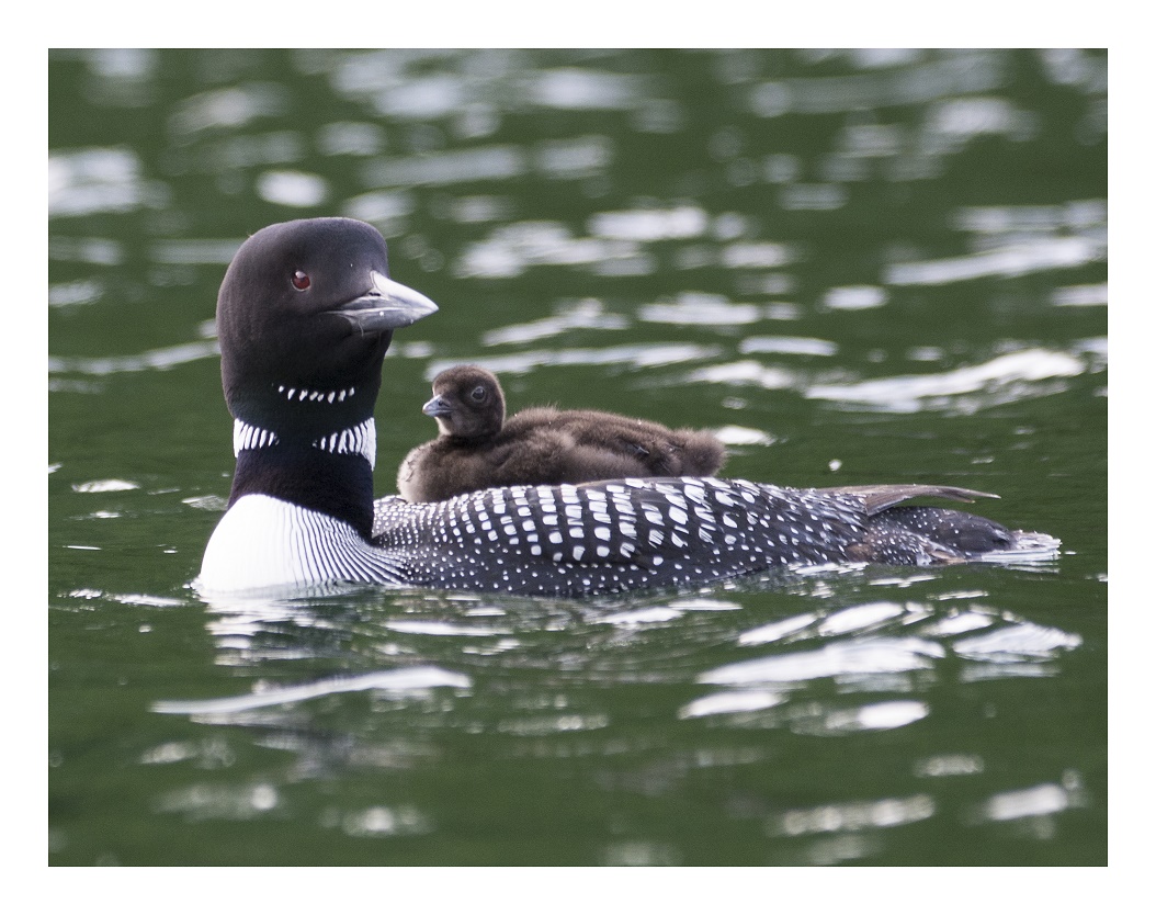 Loons with baby on back