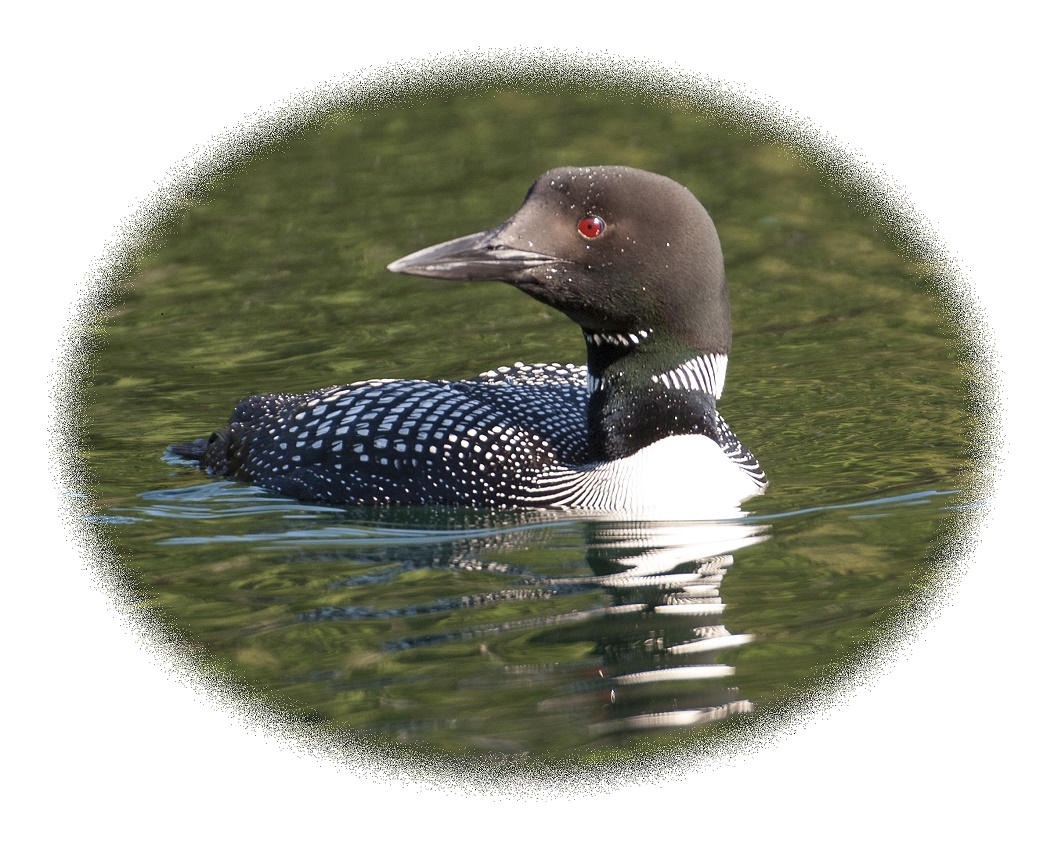 Loons with red eye