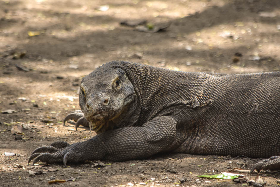 Komodo looking at you in Indonesia (1 of 1)
