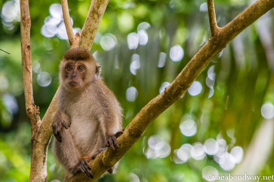 Bako National Park - Home of Proboscis Monkeys - Vagabond Way