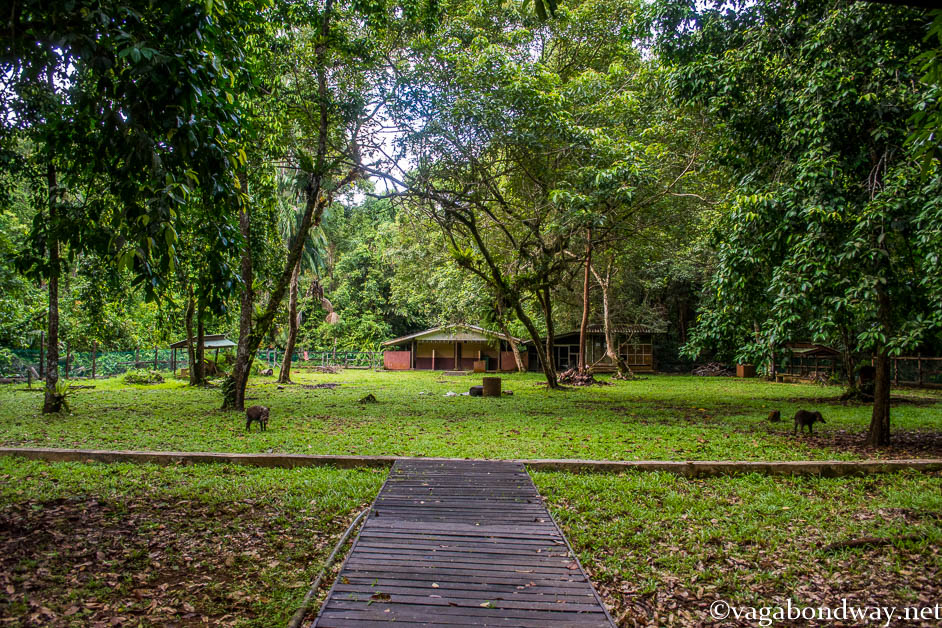 Camping at Bako National Park Malaysia