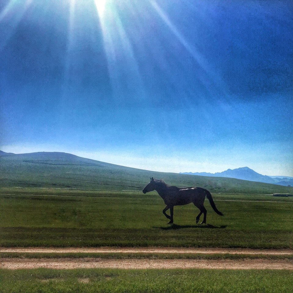 Simply Travelled Mongolia Horse