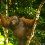 budget orangutan