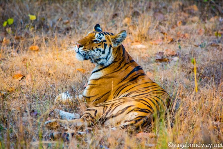 How to Safari in Kanha National Park India looking for Tigers ...