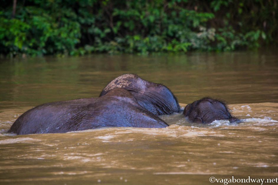 Pygmy Elephants Vagabond Way