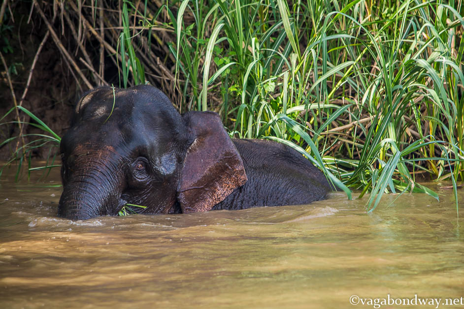 Pygmy Elephants Vagabond Way