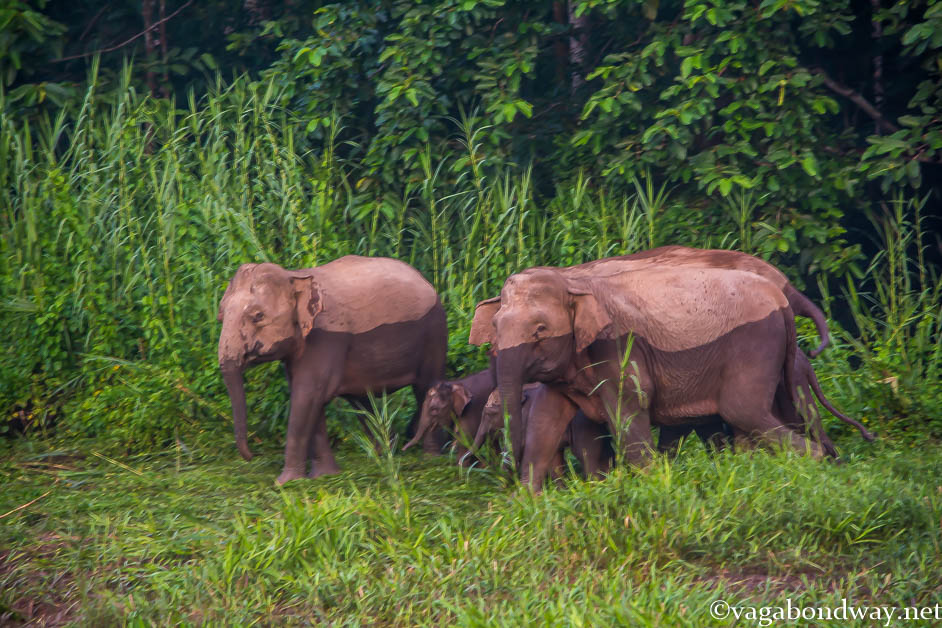 Pygmy Elephants Vagabond Way